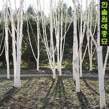 자작나무 묘목 잭큐몬티 도랜보스 백자작 실생 삽목, 03. 잭큐몬티-조직배양묘