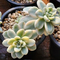 라울금 (랜덤발송), 1개