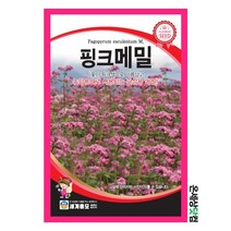 핑크메밀 50립 / 메밀꽃씨앗 붉은메밀 씨 종자 꽃씨 화단 꽃밭 정원