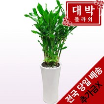 대박플라워 황금죽 개업화분 집들이 인테리어 공기정화식물 관엽식물 꽃배달