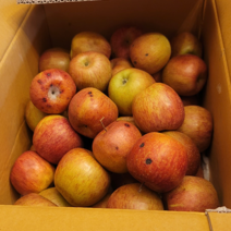 산지직송 경북 청송 안동 가정용 흠집 햇 사과 부사 첫수확 5kg