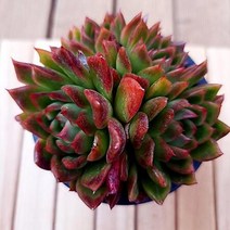 리디아 키우기 특이 희귀 다육이 예쁜 다육식물1-100, 단품