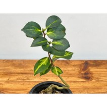 오!플랜트 (단일상품)무늬동백 무안중투6 무늬동백나무, 1개