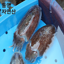 [오후 2시까지 당일 출고]살아있는 활 갑오징어 생물 1kg 오후 2시 까지 당일발송 통영 앞바다에서 자란 싱싱한 회감 활갑오징어 빙장 탱탱한 식감, 활 갑오징어 5kg