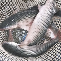 숭어회 보리숭어 밀치 밀치회 필렛 1kg, 옵션2. 숭어(밀치)필렛 1kg, 1개