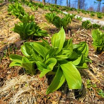 강원도 명이나물 1Kg 생채 생명이 산마늘 산지직송, 1박스