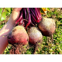 국내산 제주도 고당도 비트 레드비트 최상품 2kg 3kg 5kg 10kg