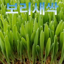 분당밀싹농장 새싹보리1200g, 1200g, 1개