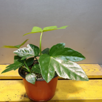 에덴농원 팔손이(소품) 새로입고 싱싱해요