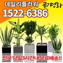 실내공기정화식물 미세먼지 공기청정 키우기쉬운식물 플랜테리어 식당 개업축하선물 산세베리아 고무나무 안시리움 율마 아가베 아레카야자 승진화분, (선택106)드라코