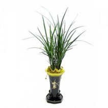 한란3 동양란 동양난 서양란 서양난 승진, 물받침대