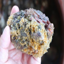 통영 손질 깐 멍게 산지직송 자연산 돌멍게 최상급 멍게, 꽃멍게1kg(10~15마리내외)