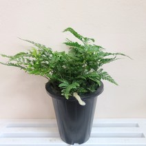 후마타고사리(중품) 양지식물 넉줄고사리 반려식물 키우기 쉬운식물 12