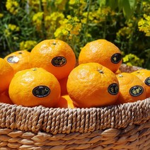 첫 출하!! 산지직송 제주 카라향 2.5kg(15-22수 가정용) 봄을 깨우는 싱그러운 과즙이 팡팡