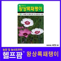 헬프팜 왕상록패랭이 500립 꽃씨 씨앗 종자 아람종묘
