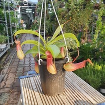 30~50cm 네펜데스 식충식물 소중품 119, 1개