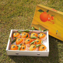 [써니트 한라봉 개발자] 제주 한라봉 3kg 5kg 10kg 선물세트 선물용 가정용 벌크 오렌지 귤, 2. 써니트 5kg(중과)