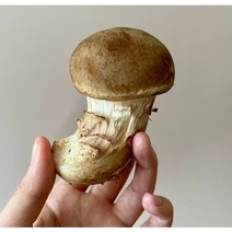 국내산 참송이 버섯 - 가정용 - 우주참송이, 1박스, 하품 500g