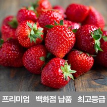 딸기 국내산 프리미엄 1k500g 납품 백화점 제철 설향 농장 만년설 청 라떼, 본상품선택