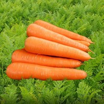 청정당근 5kg 강원도햇당근, 중