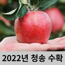 최군푸드 청송 사과, 부사 가정용 대과 10kg (27~30과)
