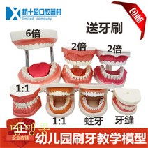 치아모형 재료상 입모형 모양 칫솔질 모형 치아 치과 충치 교구 Wstug 증정, 01 1:1 잇새 모형 - 송구경 칫솔