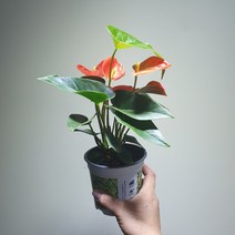 [나인에잇틴]안스리움 피치 작지만 실속