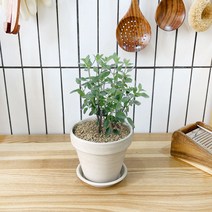 1+1 체리세이지 키친허브 화분 세트 타임 바질 베란다 텃밭 허브 키우기, H13.체리세이지, H08.타임