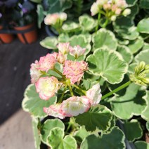 유럽제라늄 로즈버드 화이트링, 1개