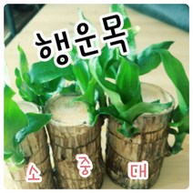 꽃나라엘리스 행운목(소)-박스판매-꽃말은 행운 행복