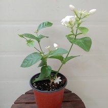 [성심] 함박자스민(소)-향이 너무 좋아요035