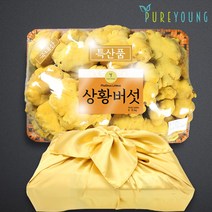 퓨어영 국내산 상황버섯 500g 선물세트, 1세트, 1kg