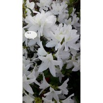 철쭉 묘목(영산홍 자산홍 백철) 30~40cm가량판매, 20주, 백철
