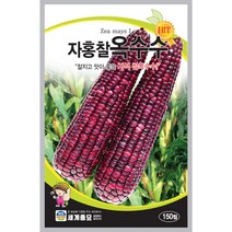 세계종묘 자홍찰옥수수씨앗 150립