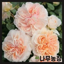 (나무농장) 독일장미 땅장미 코데즈로즈 (가든오브로즈) 개화주 포트