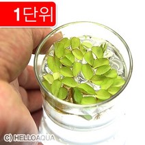 수초-생이가래 종이컵 표면-수질정화 어항위 부상식물, 없음