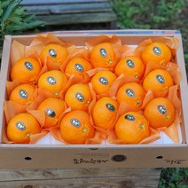 [제주산지직송] 레드향 5kg(16~22수 특대과 선물용) 진홍색 만감류의 여왕 품격있는 명절과일선물세트, 레드향 5kg(15~22수 대과 선물용)