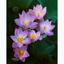 푸아이 보석십자수 3D 캔버스형 액자 부귀 연꽃 베스트모음 15종 40x50 DIY 세트 큐빅 비즈 PW1799, 40x50cm, Type_B