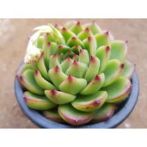 정화다육 다육식물 어케문스톤