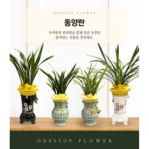 동양란 개업 승진 축하화분 인테리어화분 동양난, 동양란 - 황용관(일반분), 지방 구 단위 지역(배송비 1만원 추가)