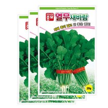 아시아종묘/열무씨앗종자 새바람열무(20gx3)