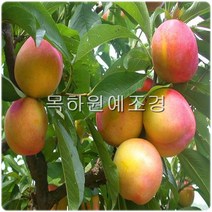 목하원예조경 자두나무 묘목 (추휘) 접목1년특묘, 1개