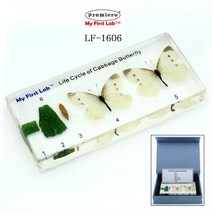 LF-1606 성장표본배추흰나비, 상세페이지 참조, 상세페이지 참조