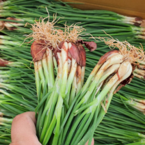 남해 쪽파 해풍 흙쪽파 산지직송 1kg 2kg 농부직접 발송중, 1박스, 국산쪽파 4kg
