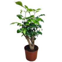 [용플라워] 행운을 불러오는 녹보수 외목대 외목대나무 토피어리 핫도그녹보수