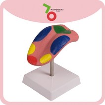 혀 모형 (C67) 미각 독일 인체모형