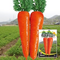 봄당근씨 봄당근종자 씨앗 4g