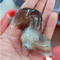 특품 남당항 손질 새조개 샤브샤브 세트(1kg 실중량 200-250g 내외), 샤브샤브야채+칼국수+초장+쭈꾸미(500g), 1kg(200-250g 내외)