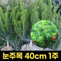 눈주목 묘목 둥근주목 40cm 주목나무, 1개