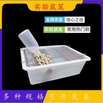 케이지 실험용 쥐 사육, B11 랫드 꽃가지 케이지직관 실